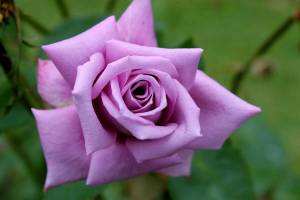 Раскраска розы красивые #33 #478338