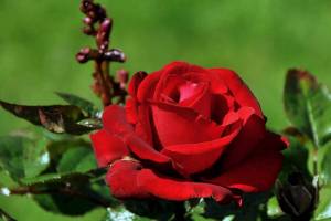 Раскраска розы красивые #35 #478340