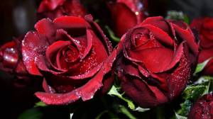Раскраска розы красивые #37 #478342