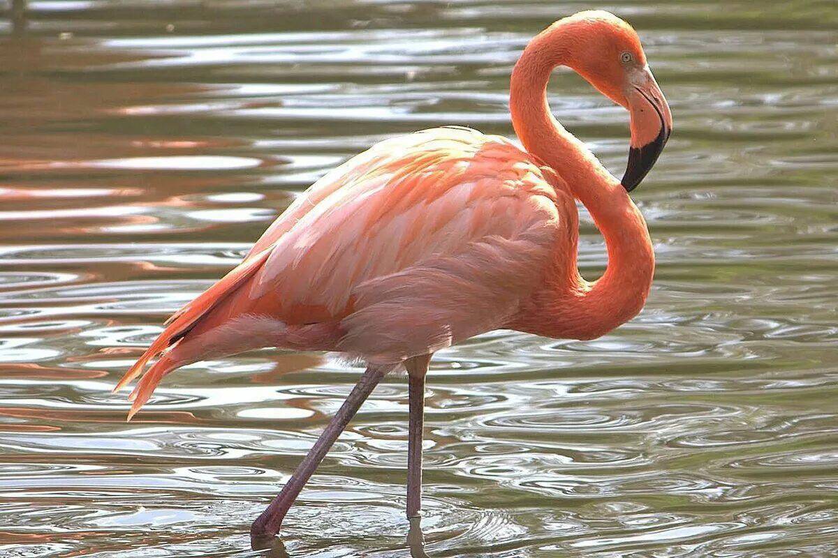 Розовый фламинго #1