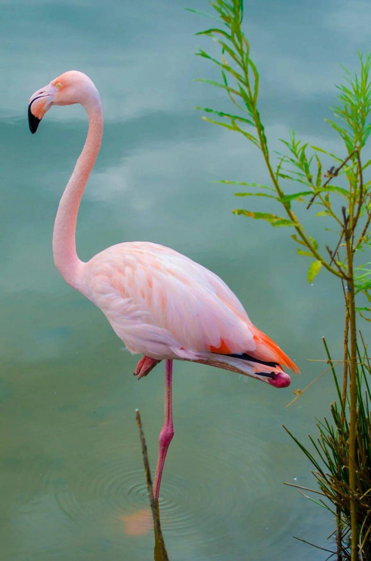Розовый фламинго #10