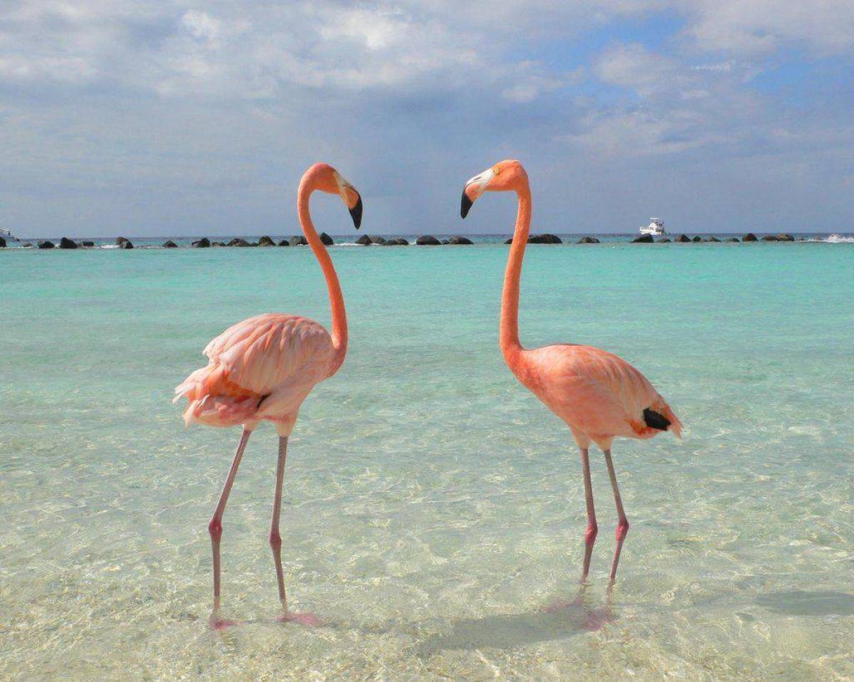 розовый фламинго фото птицы