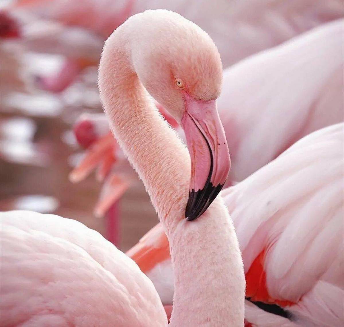 Розовый фламинго #16