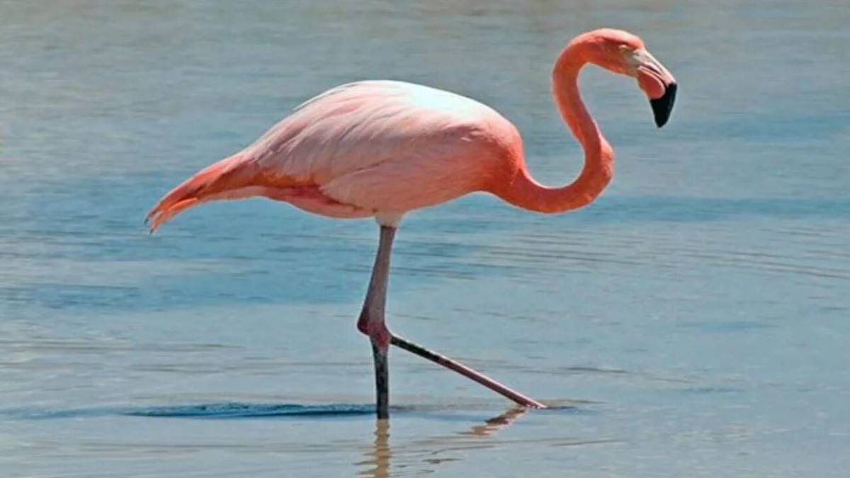 Розовый фламинго #17
