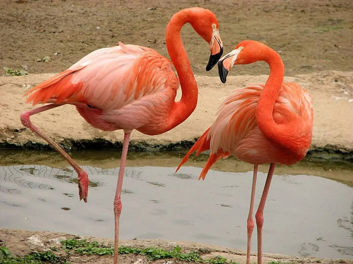 Розовый фламинго #20