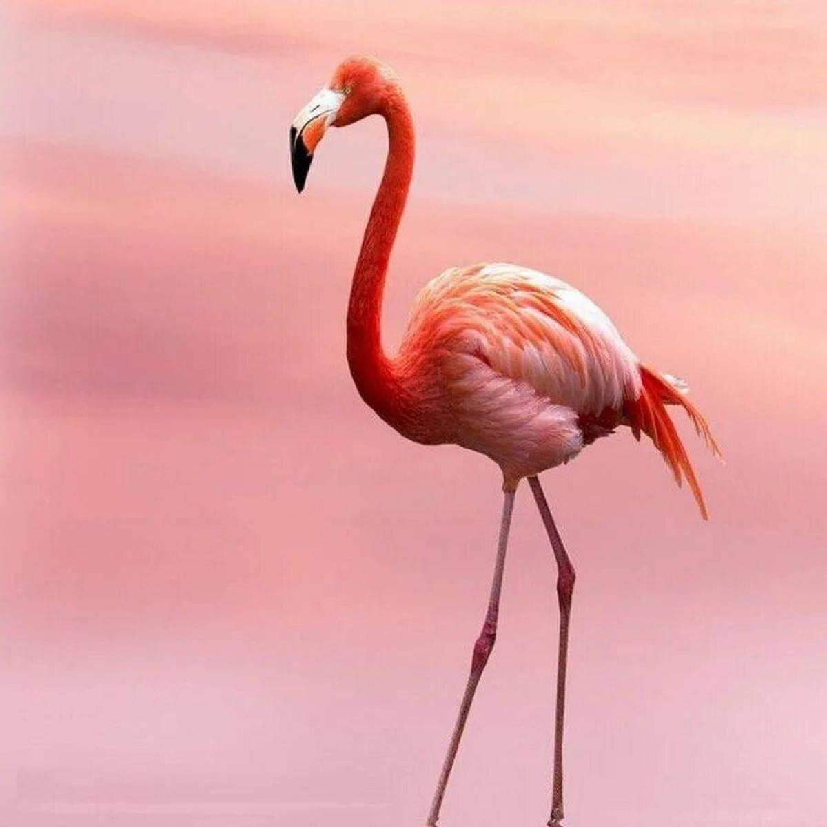 Розовый фламинго #25