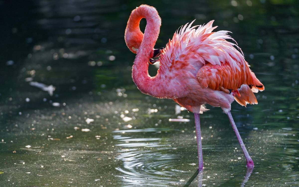 Розовый фламинго #27