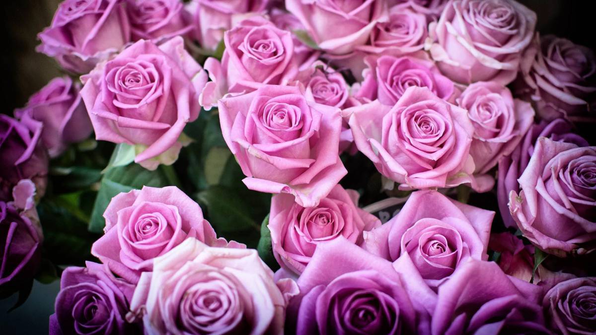 Розы красивые #39