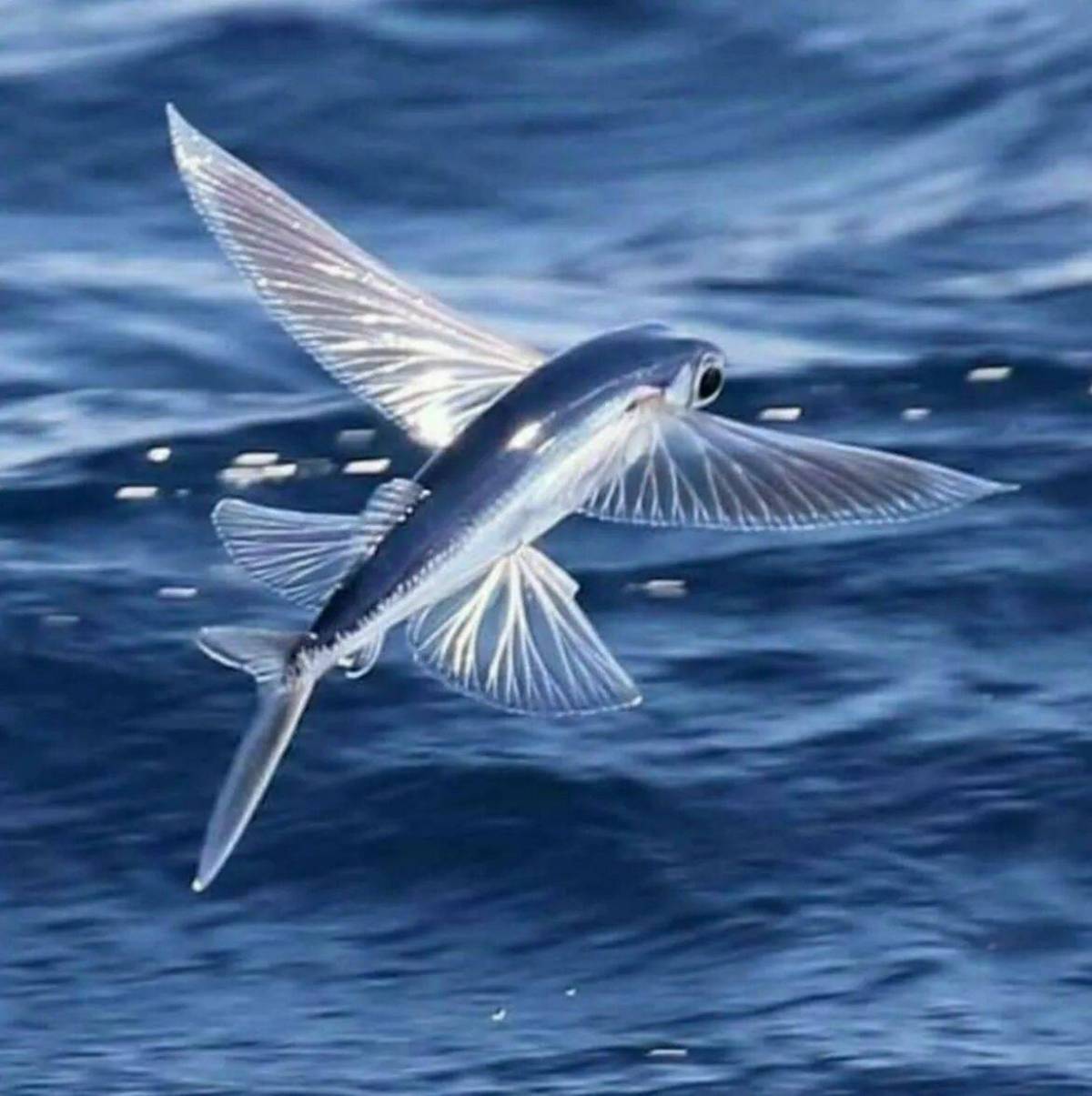 Крылья летучей рыбы. Четырехкрылая летучая рыба. Атлантическая летучая рыба. Летучая рыба пятнистая Стрижехвост. Японская летучая рыба Дальневосточный длиннокрыл.