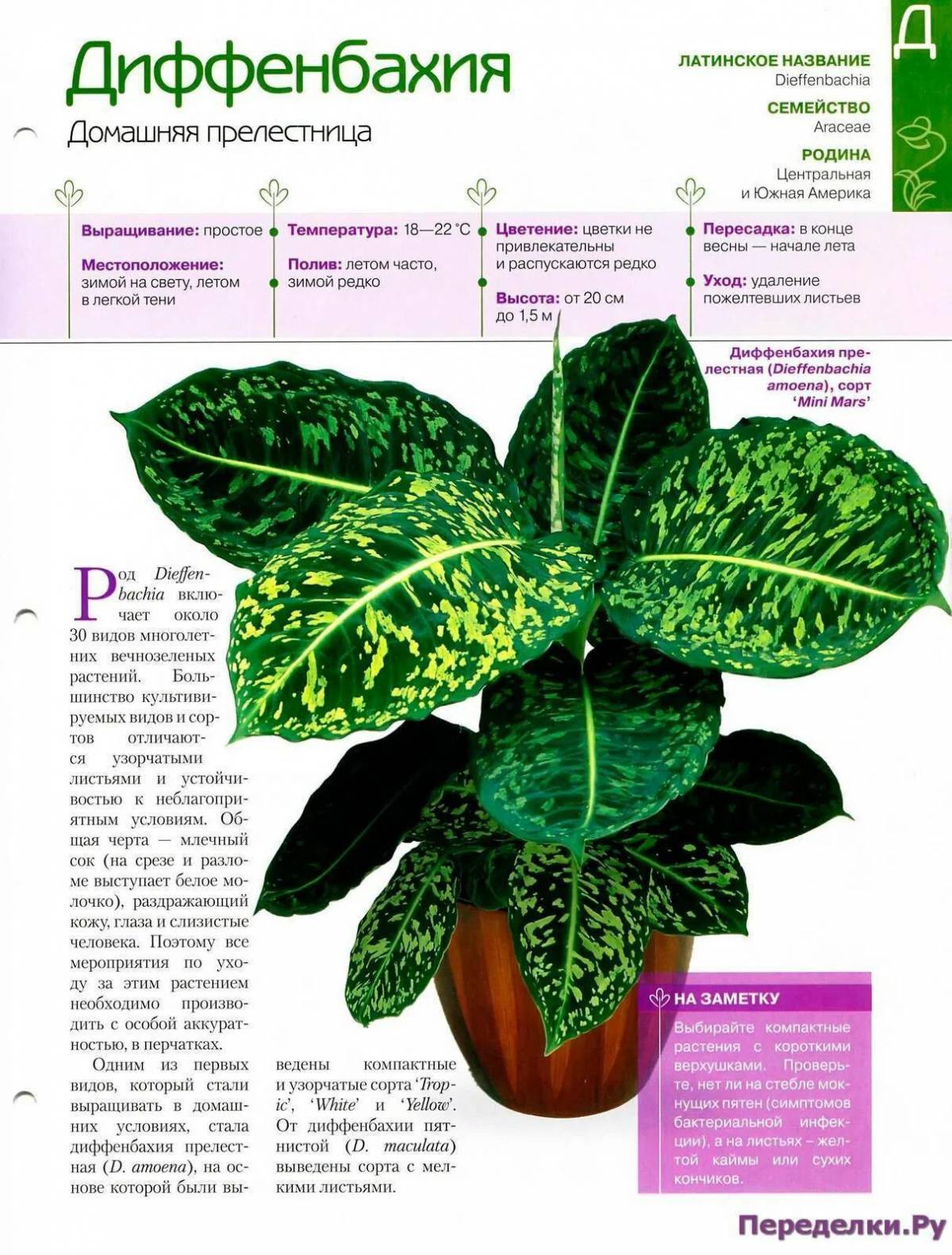 Каталог названий комнатных цветов. Монстера калатея. Цветы декоративные комнатные названия. Каталог названий комнатных цветов. Комнатные растения названия.