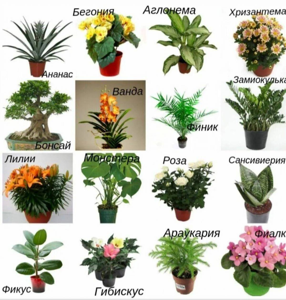 Цветы название найти комнатные растения. Комнатные цветы с названиями. Комнатные растения названия. Название домашних цветов. Название комнатных цветков.