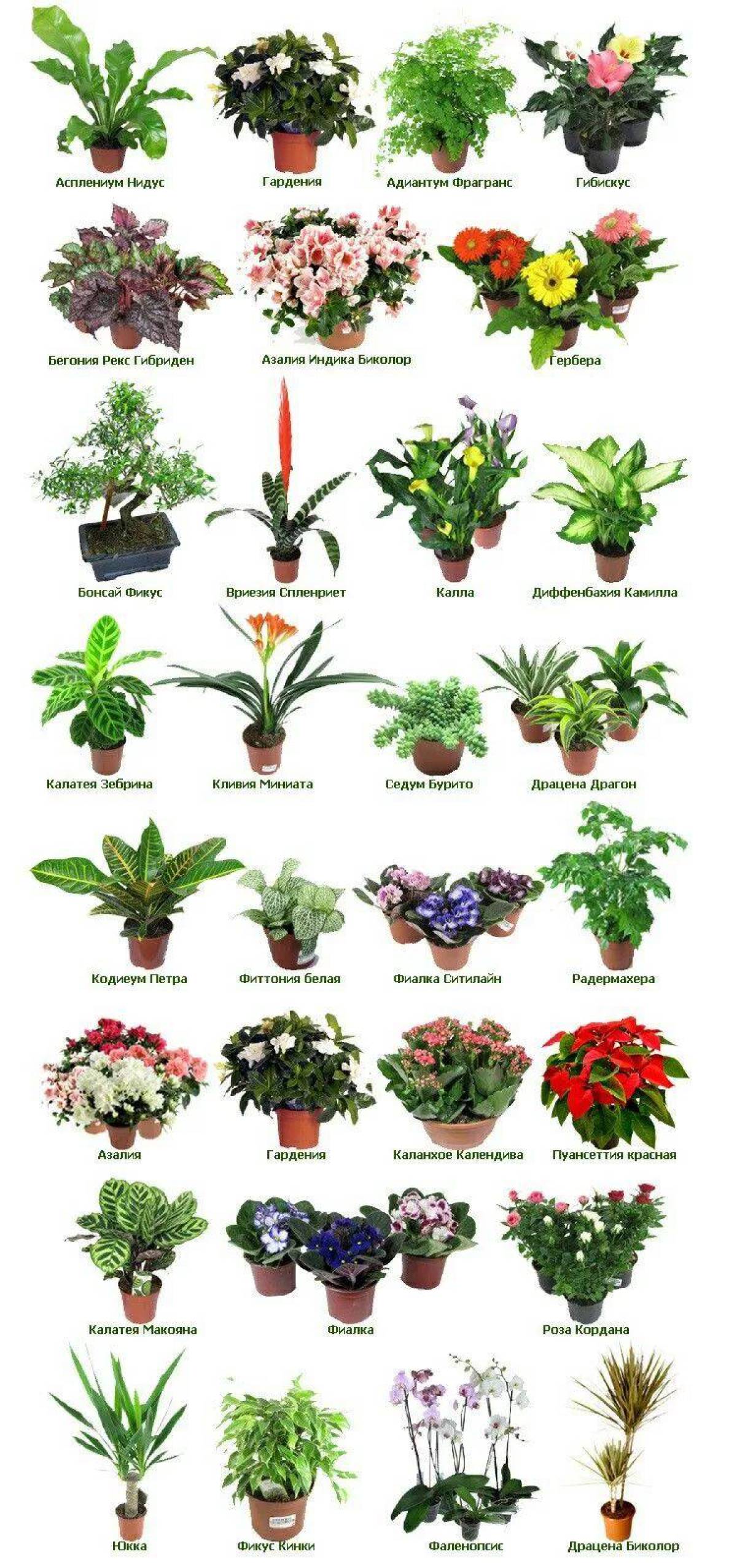 Комнатные растения с цветами названия. Комнатные растения названия. Название домашнизьцветов. Название комнатных цветов. Комнатные растения наз.