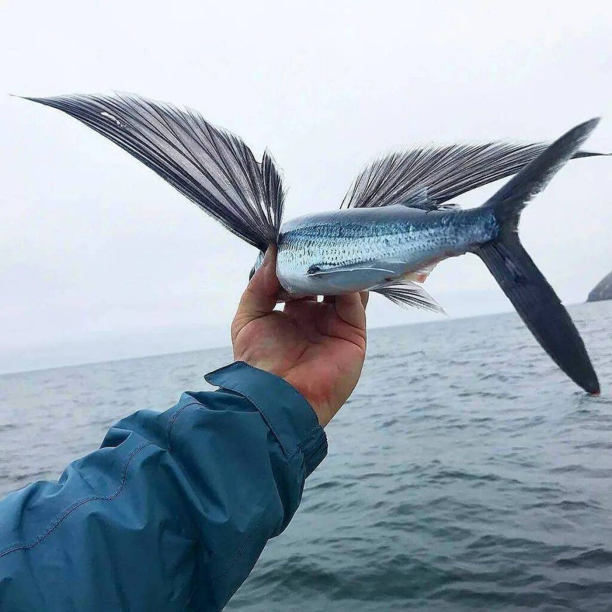 Рыба летучая #24