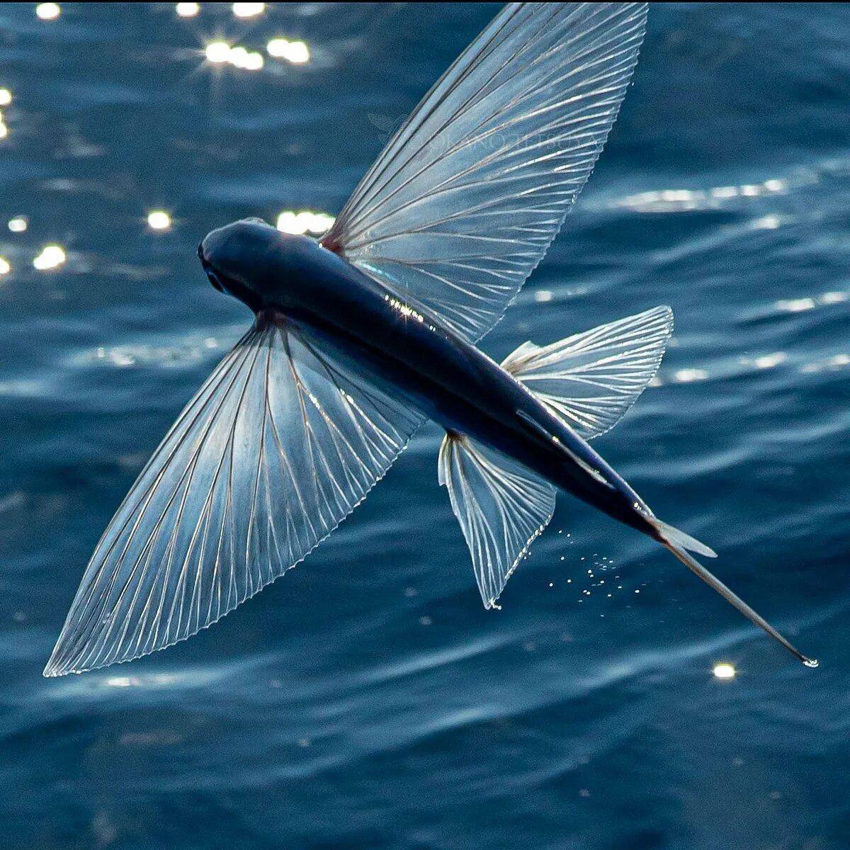 Рыба летучая #33