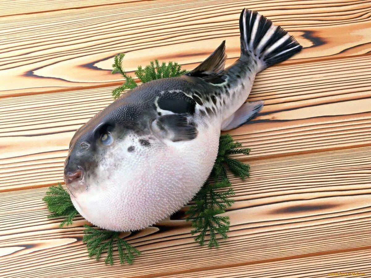 Рыба фугу #27