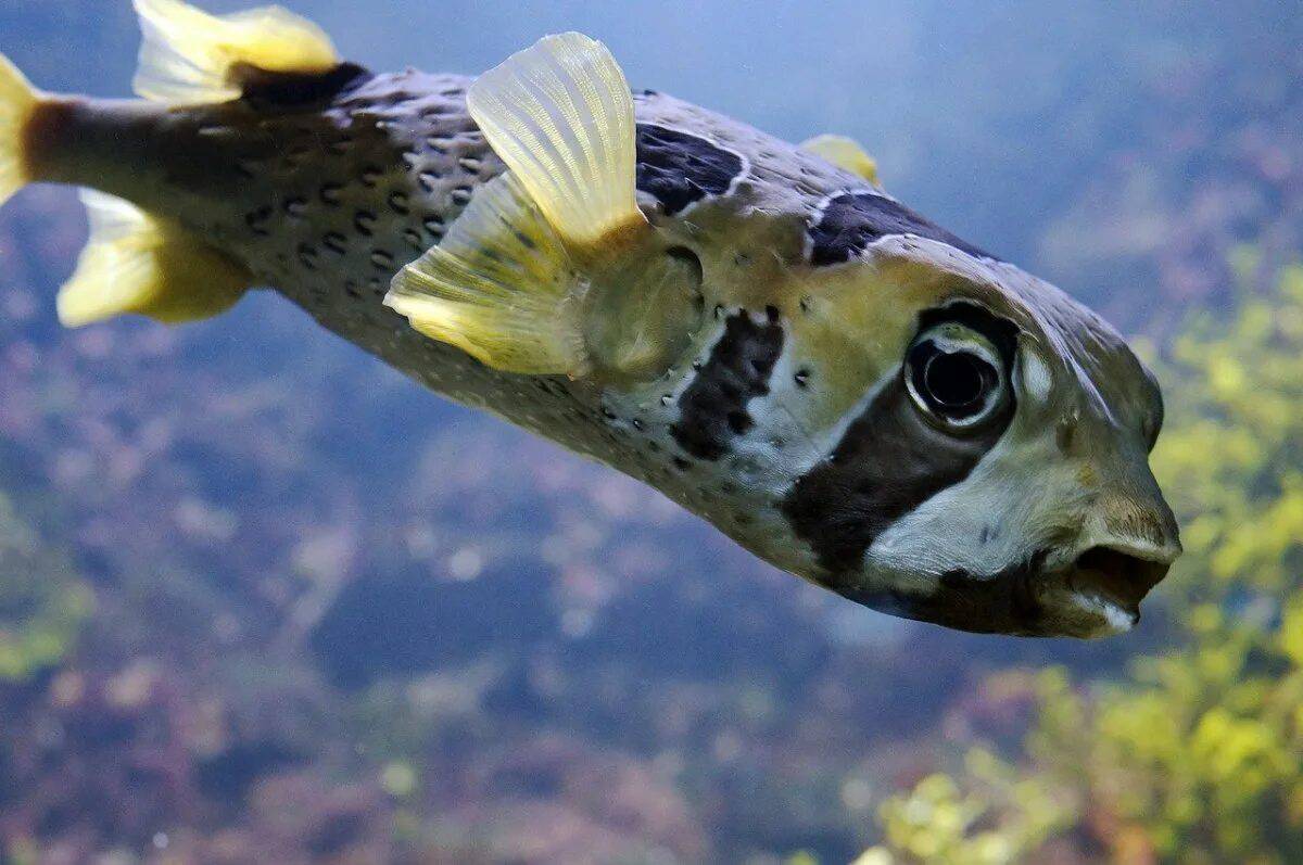 Рыба фугу #35