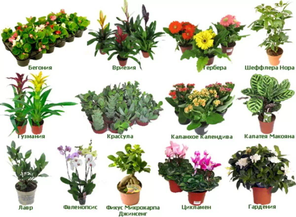 простые комнатные растения фото и названия