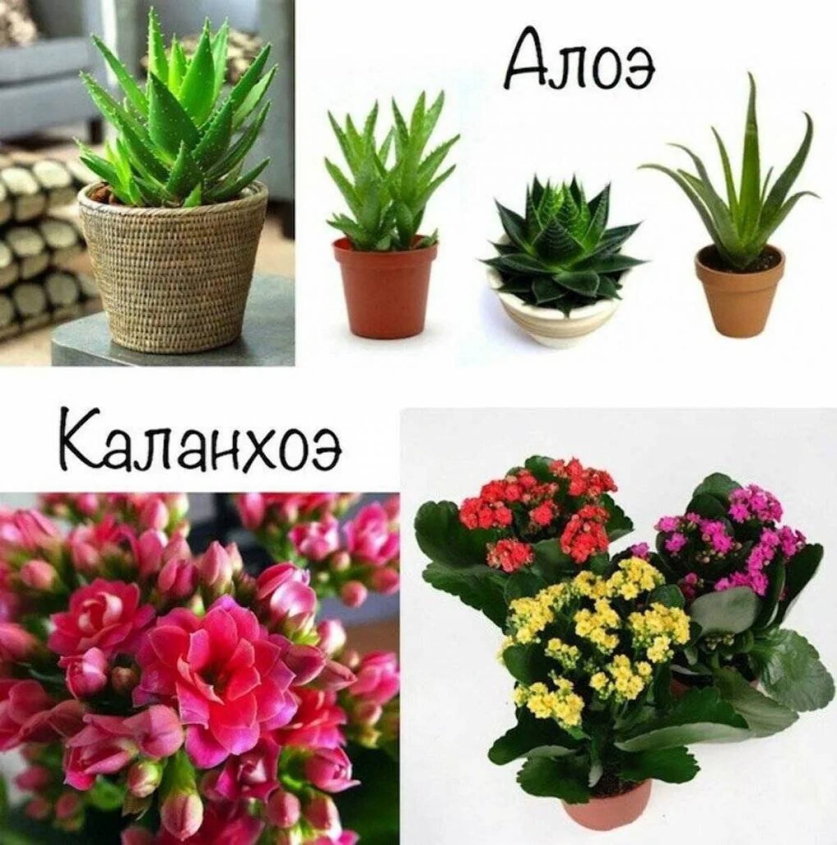 С названиями комнатные растения #10