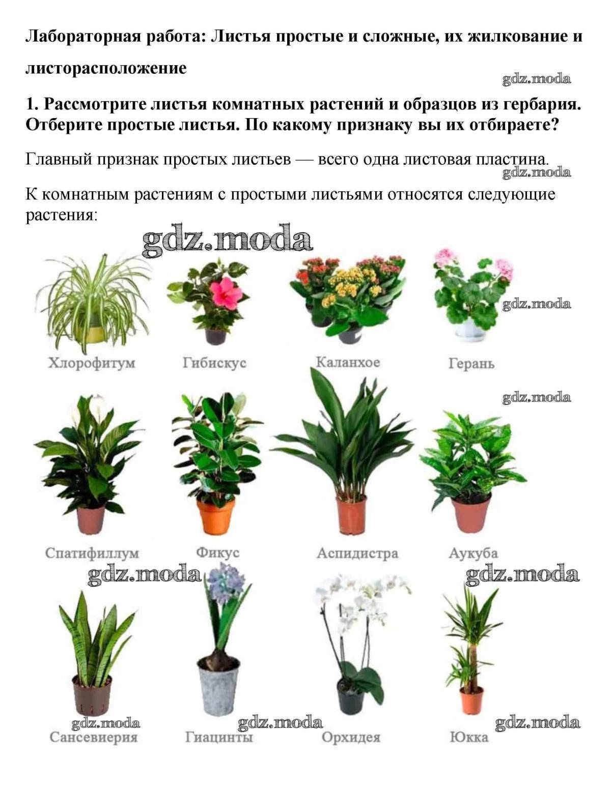 С названиями комнатные растения #11