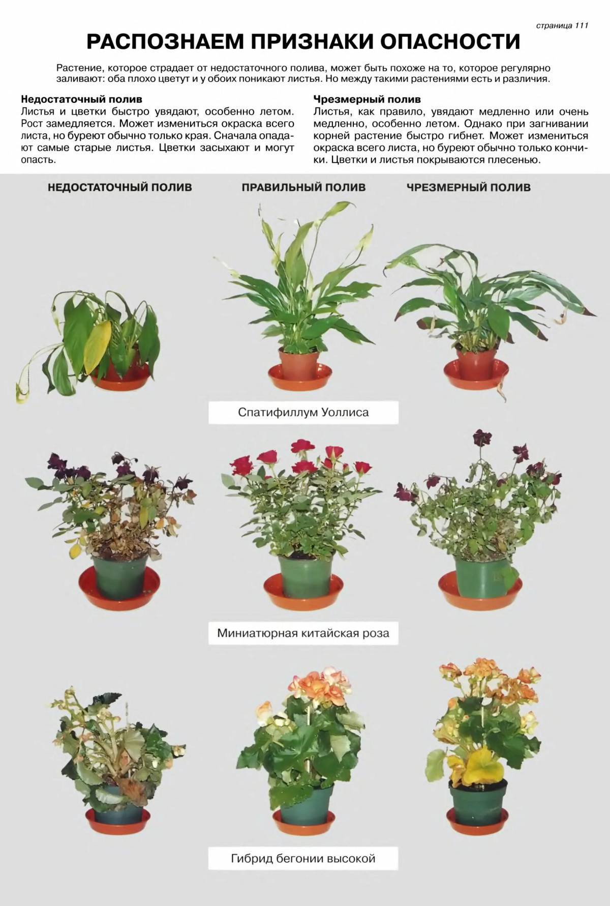 комнатные цветы каталог с фотографиями почтой