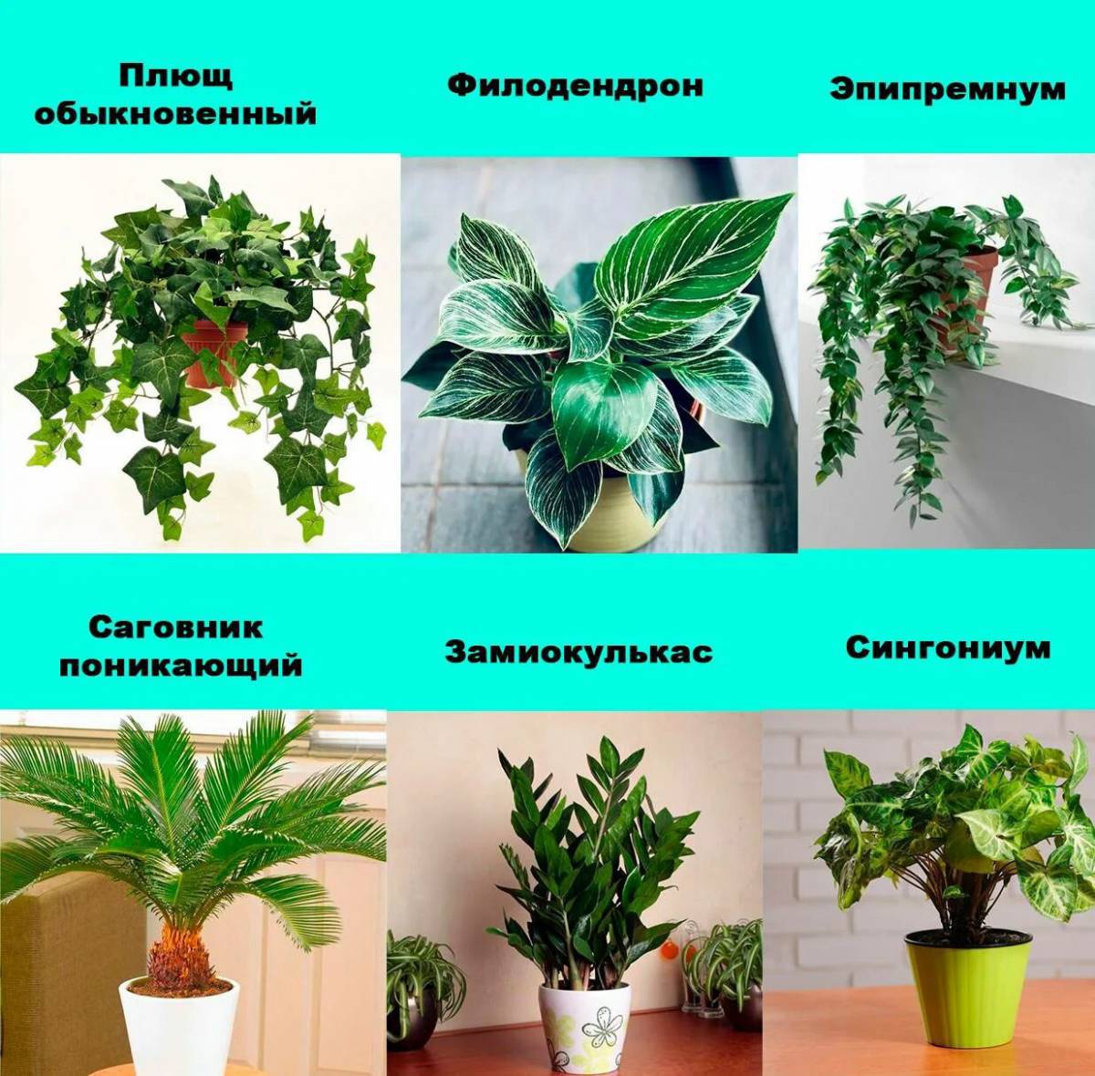 С названиями комнатные растения #16