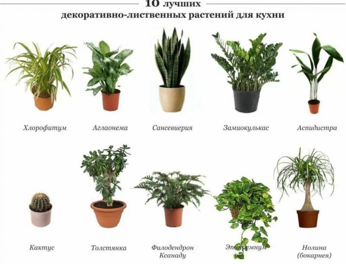 домашние растения фото с названиями в горшках