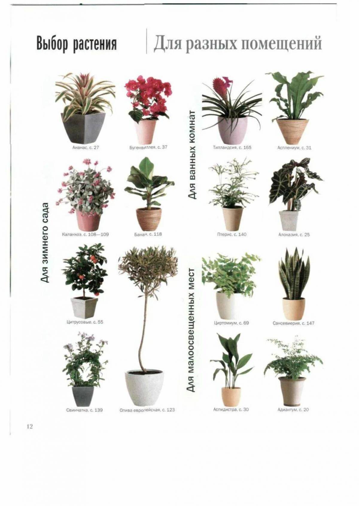 С названиями комнатные растения #36