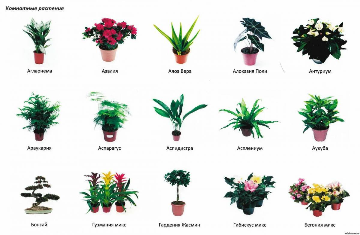 С названиями комнатные растения #39