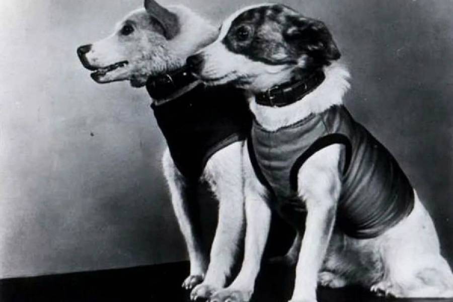 Полет в космос собак белки и стрелки. Первые собаки космонавты белка и стрелка. Белка и стрелка 1960 год. Белка и стрелка 19 августа 1960 г.собаки.