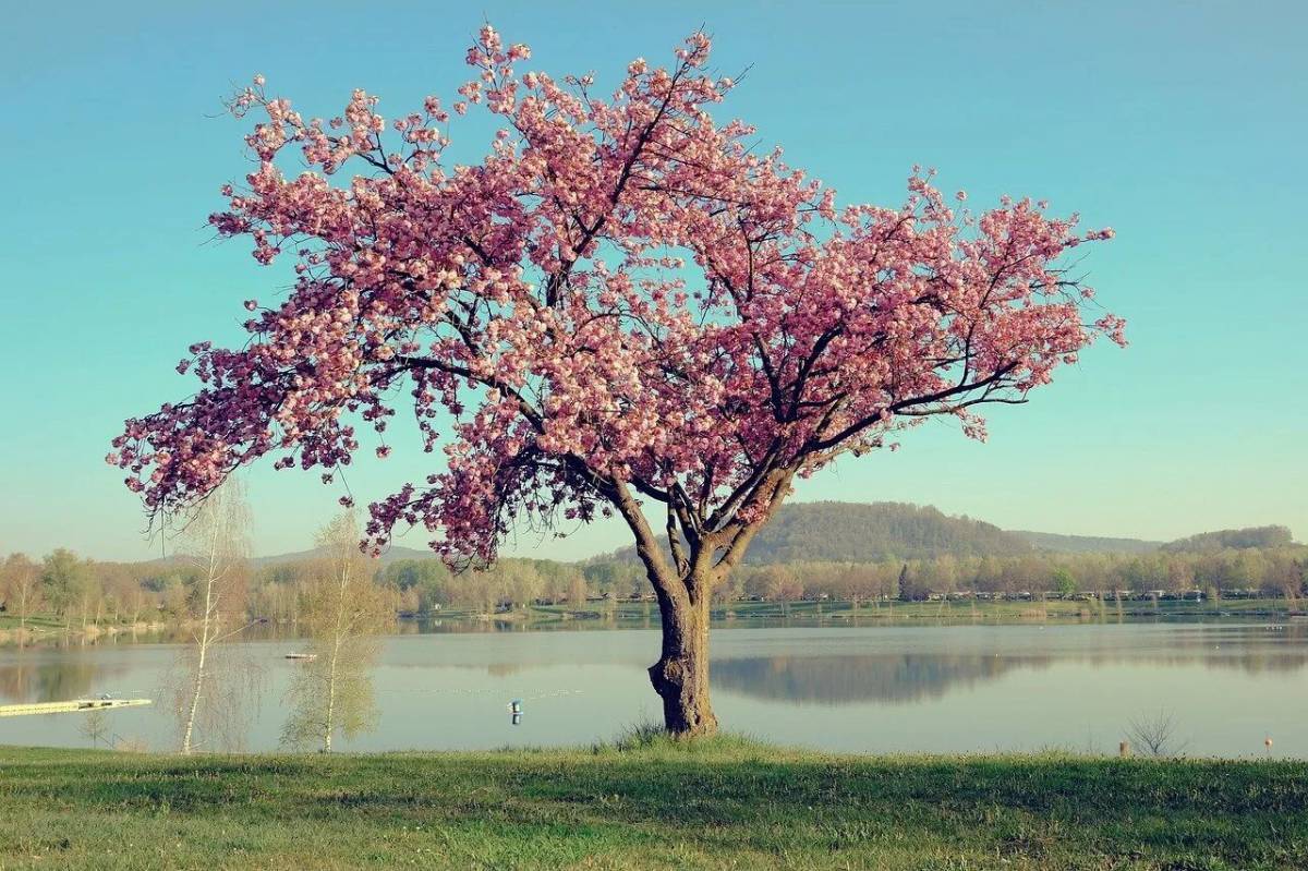 Сакура дерево