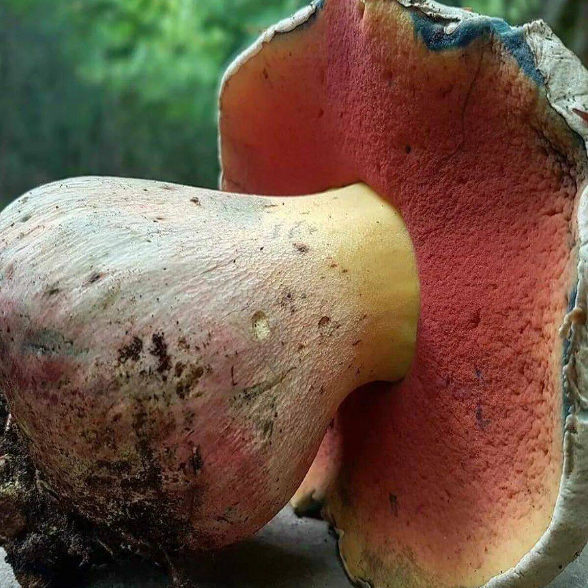 Боровик сатанинский. Сатанинский гриб болетовые. Сатанинский гриб на срезе. Сатанинский гриб трубчатый или пластинчатый. Сатанинский гриб на срезе.