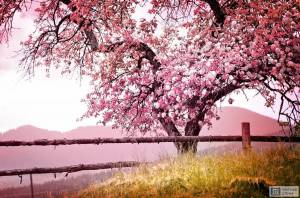 Раскраска сакура дерево #1 #485617
