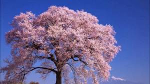 Раскраска сакура дерево #11 #485627