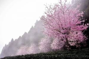 Раскраска сакура дерево #15 #485631
