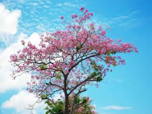 Раскраска сакура дерево #22 #485638