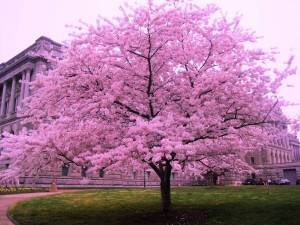 Раскраска сакура дерево #24 #485640