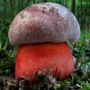 Раскраска сатанинский гриб #6 #487610
