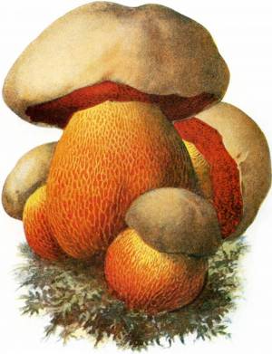Раскраска сатанинский гриб #25 #487629