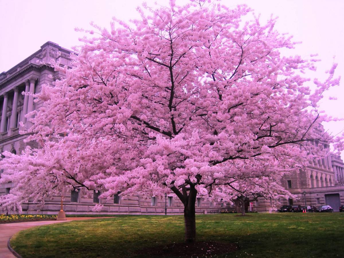фото дерева сакуры в цвету