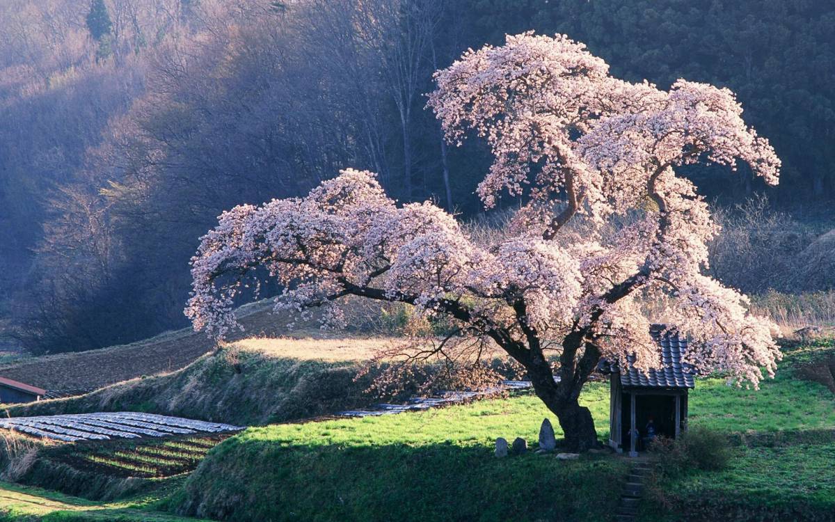 Сакура дерево #29
