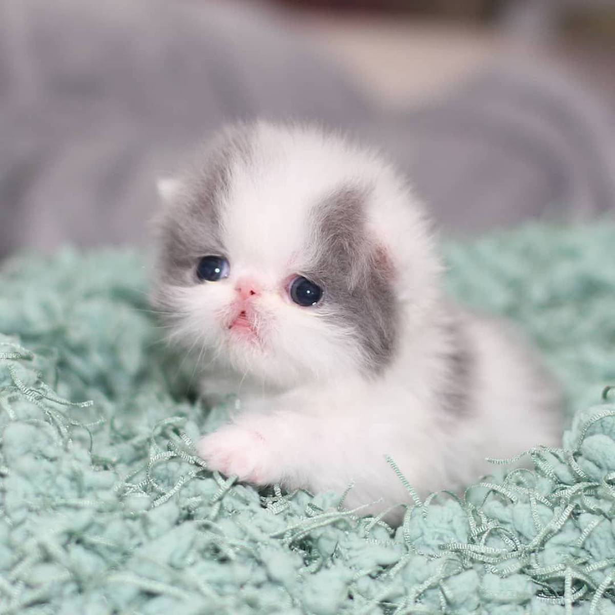 Милстой. Маленькие котики. Маленький котенок. Персидские котята маленькие. Милые котята.