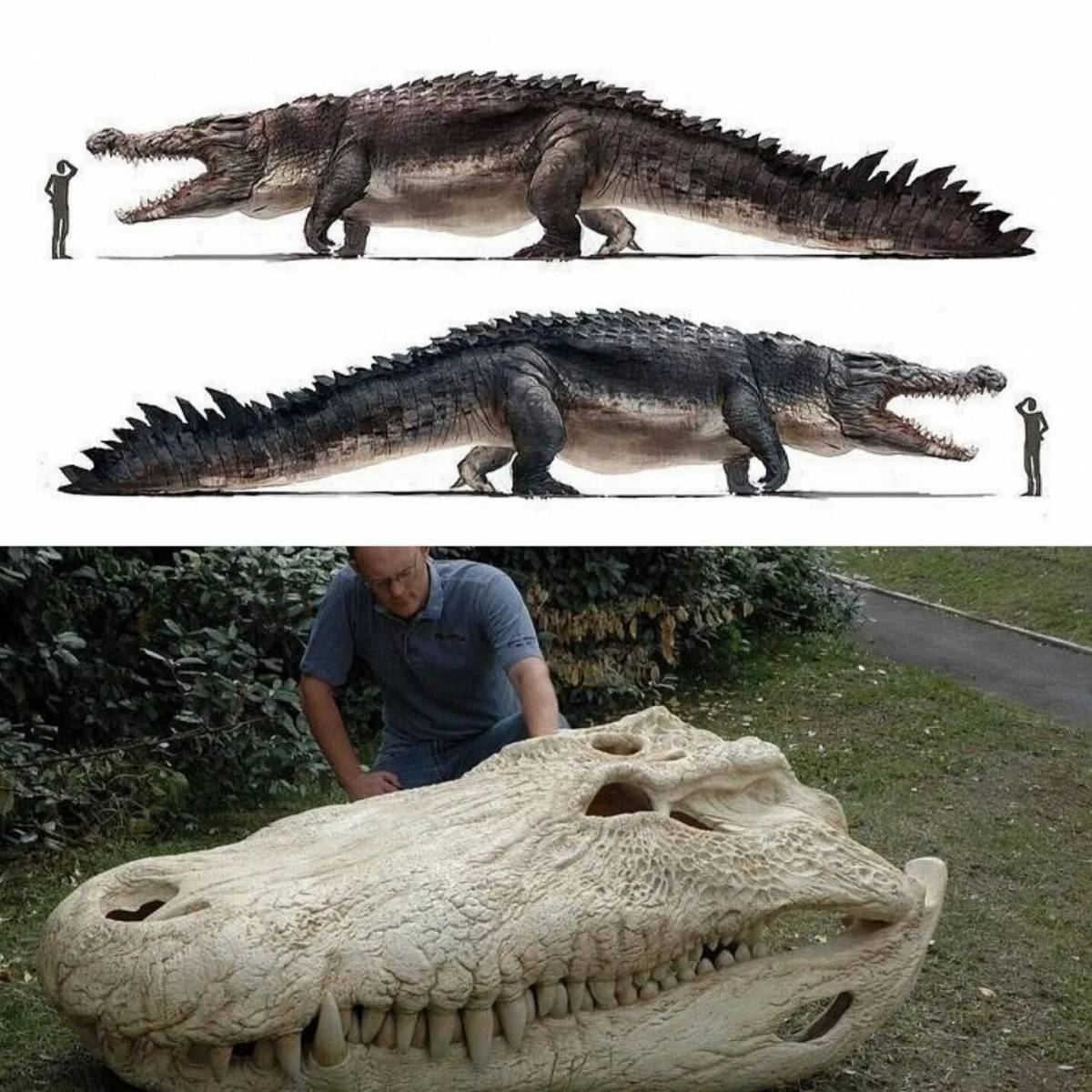 Сколько живут вели. Кайман пурусзавр. Древний крокодил дейнозух. Пурусзавр бразилензис. Гигантский Кайман пурусзавр.