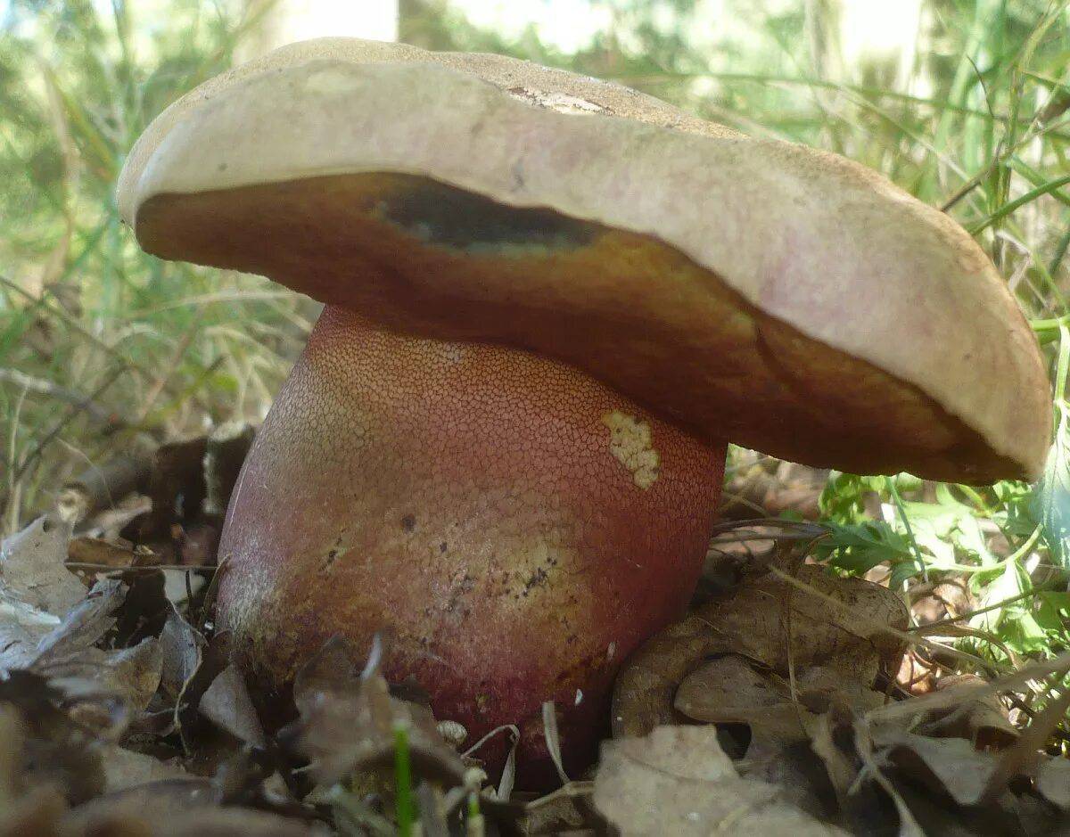 Большой сатанинский гриб. Boletus satanas.