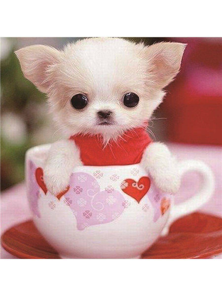Самые милые страны. Чихуахуа Teacup. Милые щенки. Милые животные. Собачки милашки