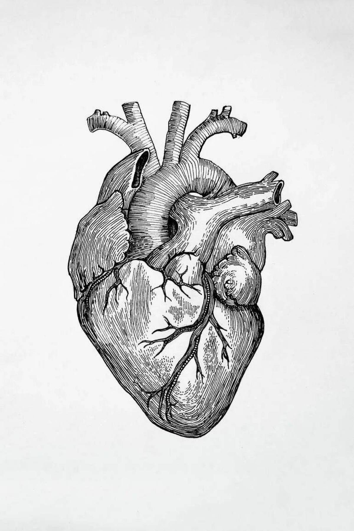 Heart draw. Анатомическое сердце человека. Сердце рисунок анатомия. Анатомическое сердце арт.