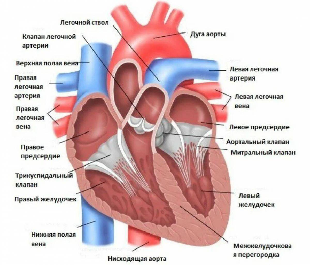 Анатомия сердце 6. Строение сердца анатомия клапан аорты. Полулунный клапан легочного ствола. Строение левого желудочка сердца анатомия. Отверстие аорты в сердце анатомия.