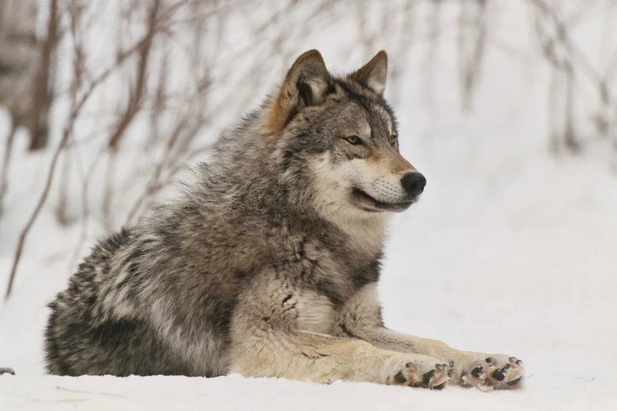 Сибирский Тундровый волк. Волк canis Lupus. Волк серый обыкновенный. Сибирский Лесной волк.