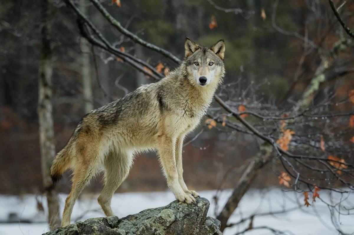 Волк серый обыкновенный. Волк обыкновенный (canis Lupus). Сибирский Тундровый волк. Среднерусский Лесной волк.