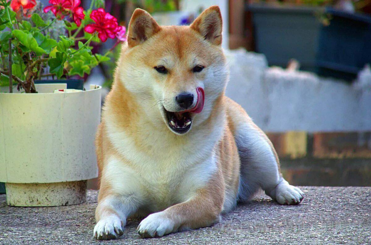 Сиба ину. Акита-ину. Порода собак Шиба ину. Японская порода собак сиба-ину. Картинки сиб