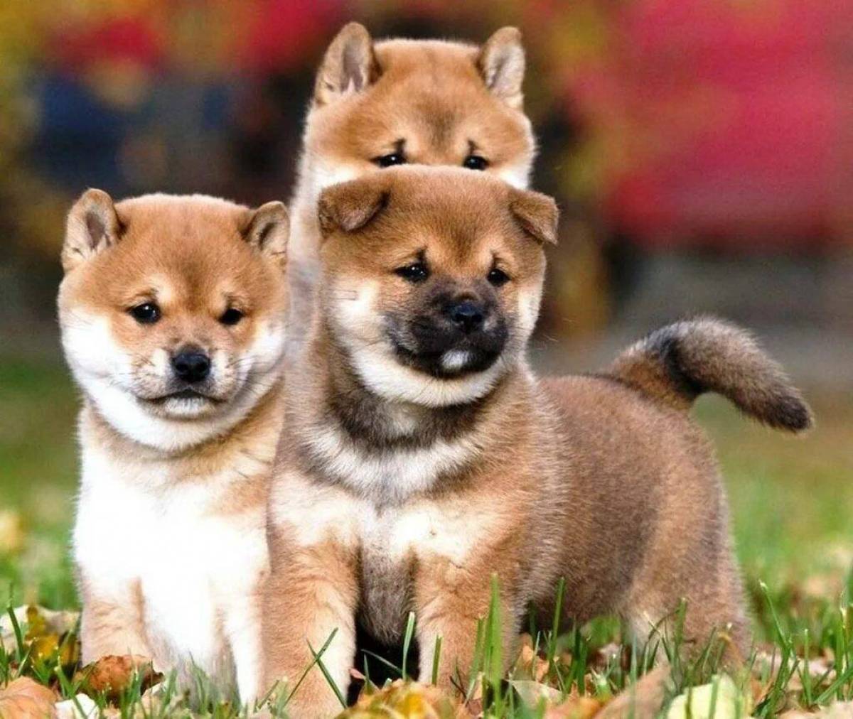Сибуин собака. Сиба ину. Японская порода собак сиба-ину. Шиба ину ину. Сиба ину щенок.